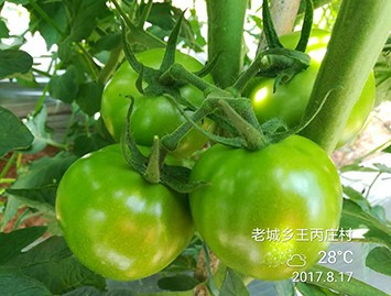 雲南(nan)化肥實驗(yàn)基地