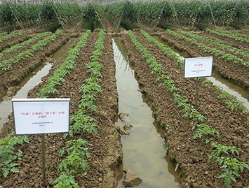 谷霖+根千條在(zai)番茄上的(de)使用(yong)效果